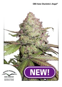Семена Dutch Passion CBD Auto Charlotte’s Angel autofem