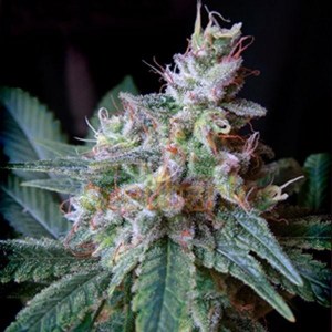 Семена Dutch Bulk Auto Caramel autofeminized 20 шт.