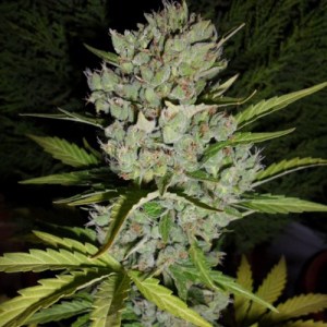 Семена Dutch Bulk Auto super skunk autofeminized 20 шт.