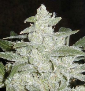 Семена Dutch Bulk Auto White Widow autofem 50 шт.