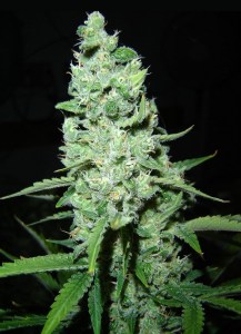 Семена Dutch Bulk Auto AK autofem 100 шт.