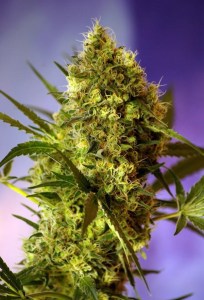 Семена Dutch Bulk Big Devil autofeminized 50 шт.