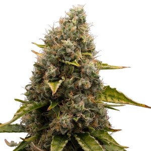 семена 'White Widow' feminized