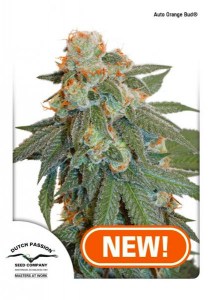 Семена Dutch Passion Auto Orange Bud autofem