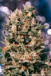 Семена Dutch Passion Euforia feminized 3 шт.