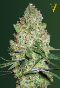 Семена Victory seeds Chronic XXL fem 10 шт.