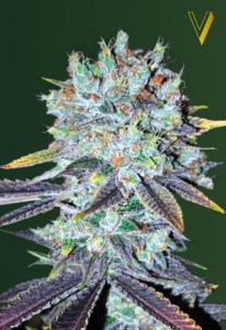 Семена Victory seeds Original Blueberry fem 10 шт.
