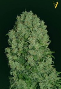 Семена Victory seeds White russian XXL fem 5 шт.