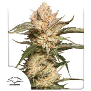 auto_trichome_and_cream