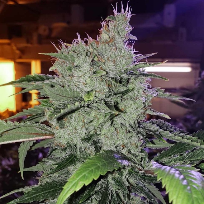 chem_funk_r1_fem