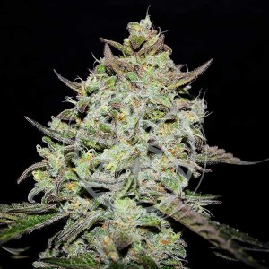 lemon_gazzy_fem