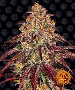 mimosa_x_orange_punch_auto