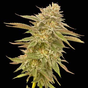 pineapple_og_fem