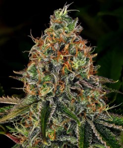 tangerine_dream_auto